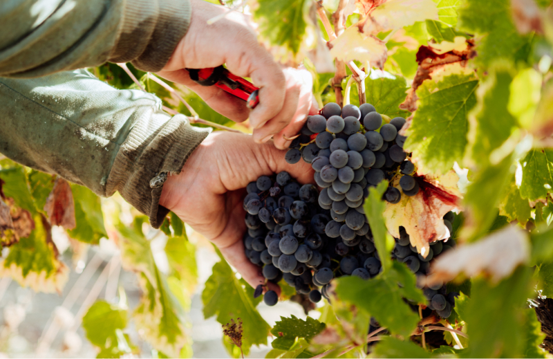 Récolte raisin au Domaine Eyguestre